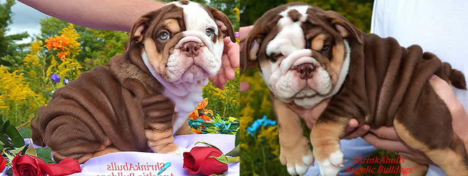 chocolate english bulldog puppies for sale